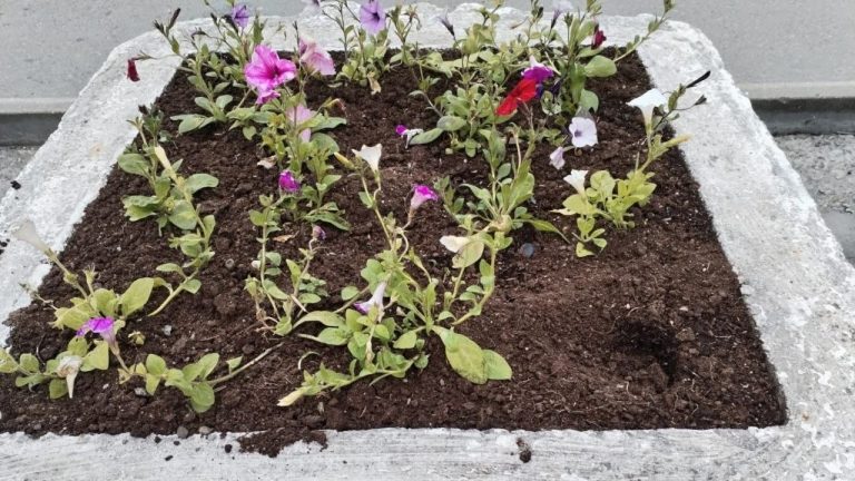 Ночное уничтожение цветов в Апатитах